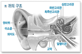귀의구조